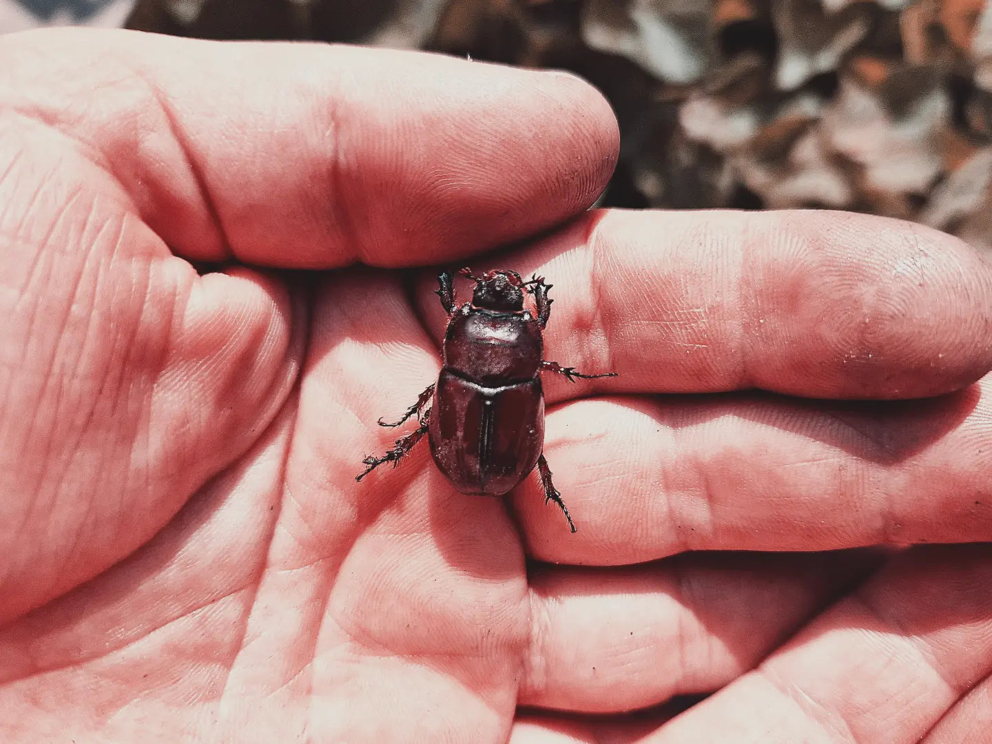 inel—scarabeu sculptural, din obsidian cu reflexii aurii